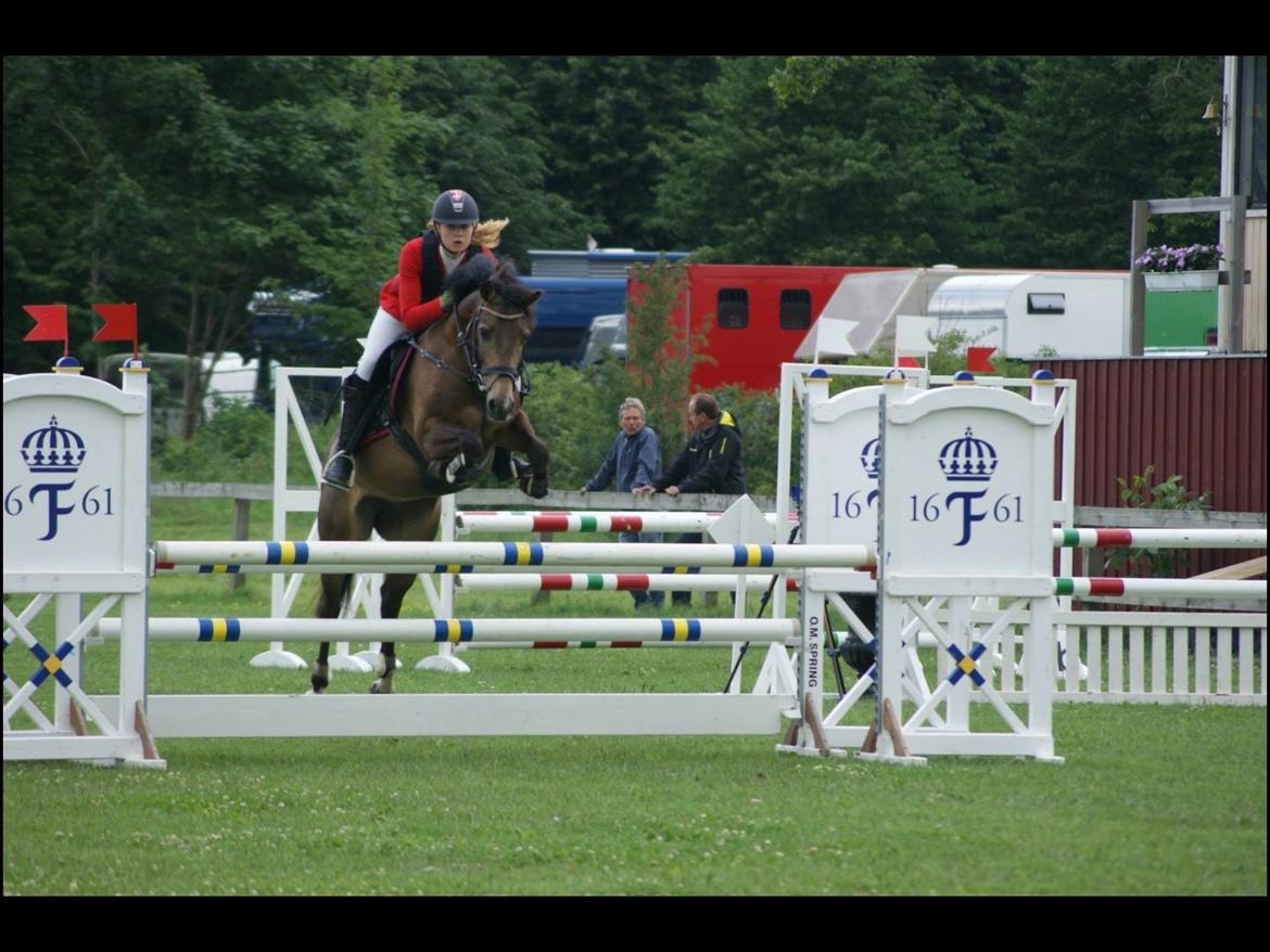 Hollandsk Sportspony Bassy A-pony  billede 7