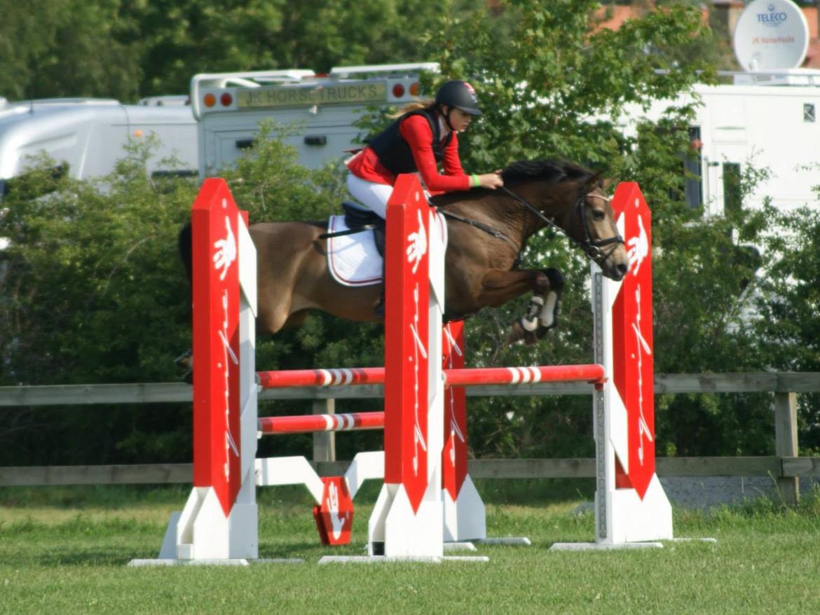 Hollandsk Sportspony Bassy A-pony  billede 8