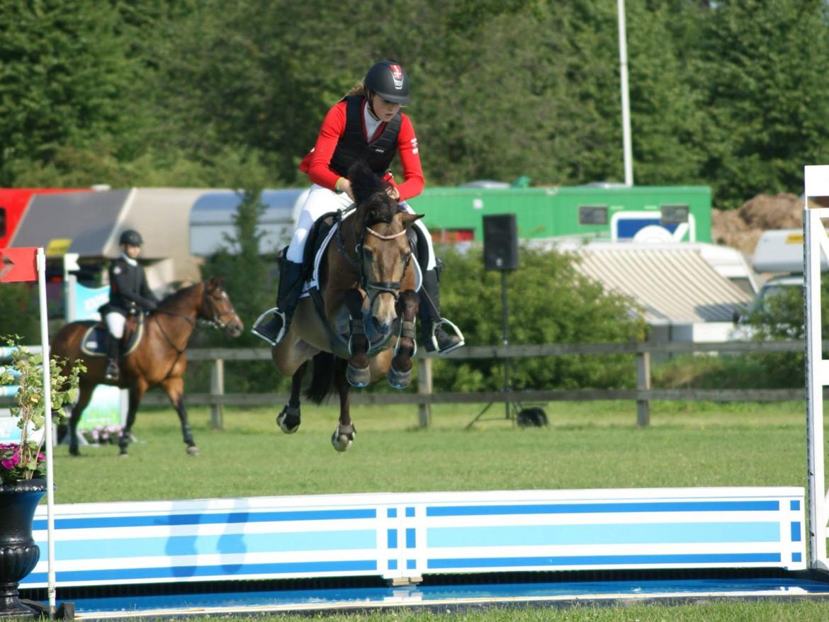 Hollandsk Sportspony Bassy A-pony  billede 9