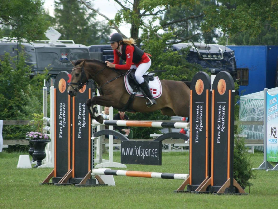 Hollandsk Sportspony Bassy A-pony  billede 12