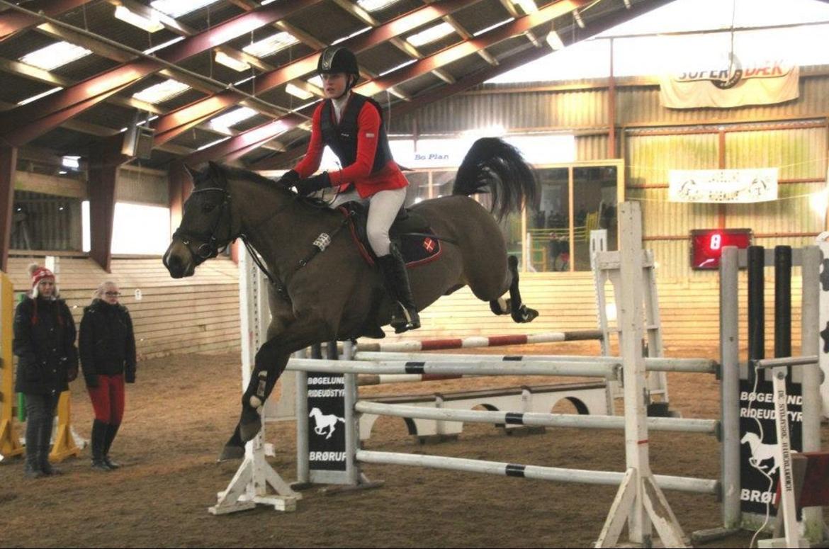 Hollandsk Sportspony Bassy A-pony  billede 15