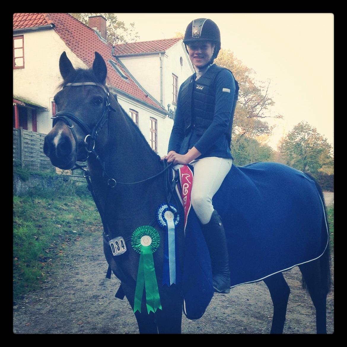 Hollandsk Sportspony Bassy A-pony  billede 16