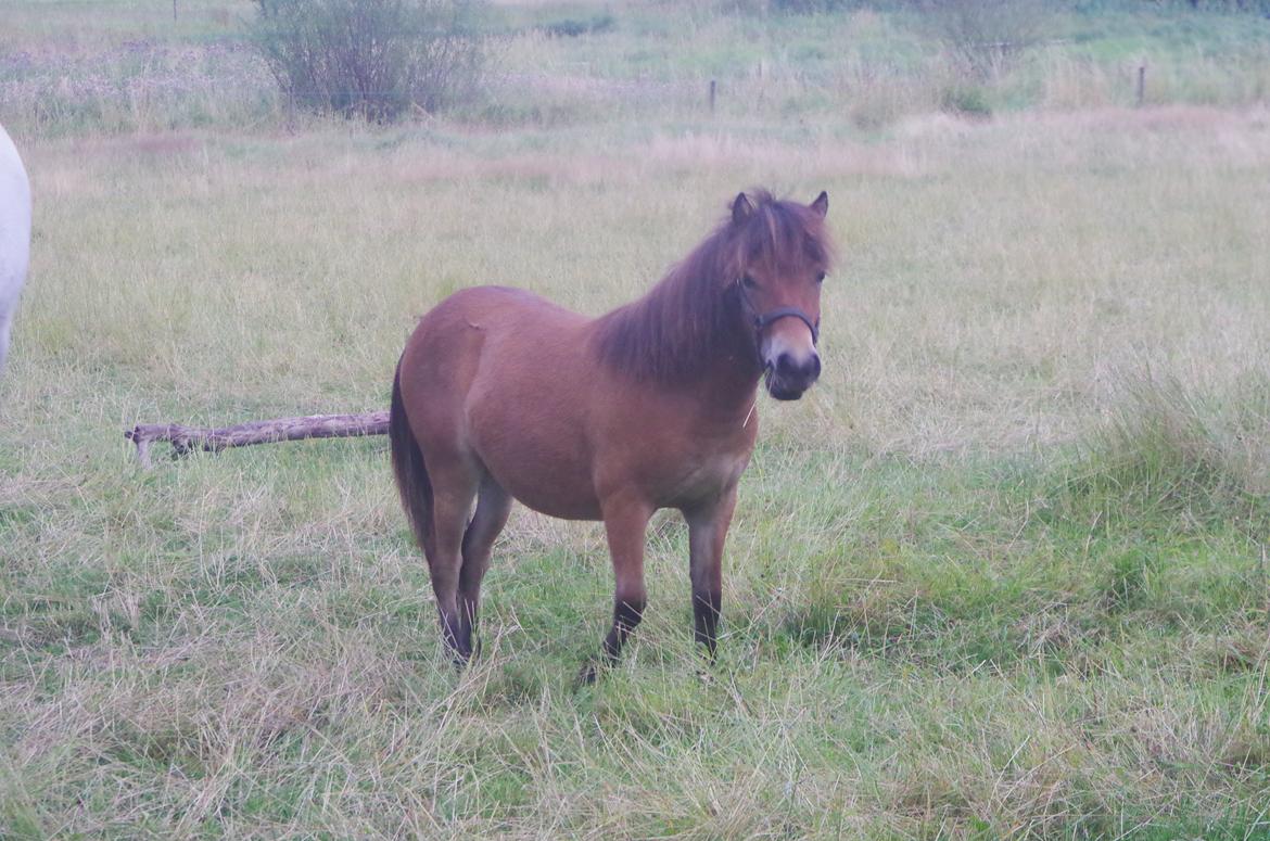 Shetlænder Diva billede 6