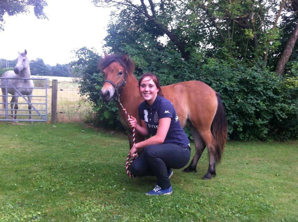 Shetlænder Diva billede 1