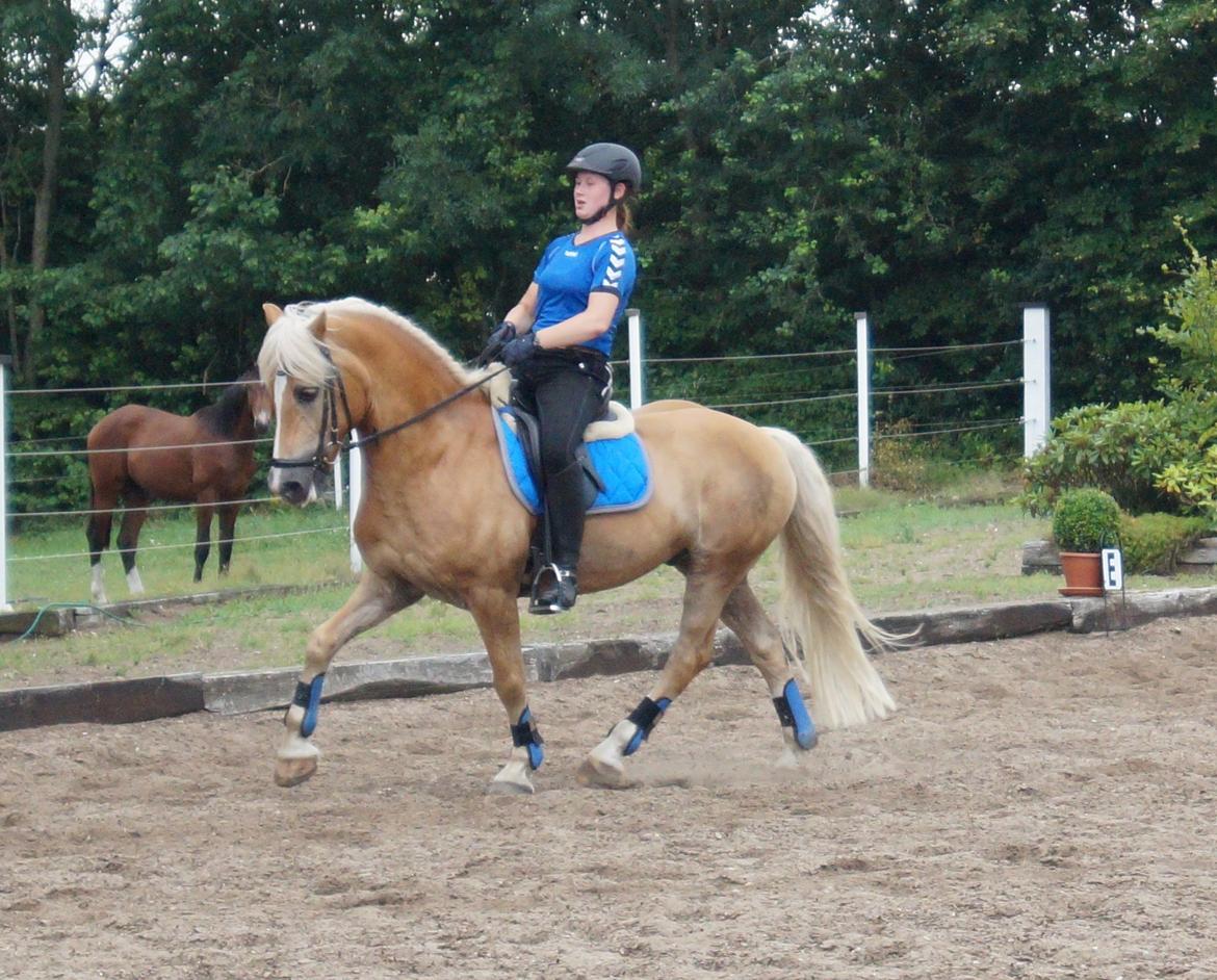 Tyroler Haflinger Story billede 26