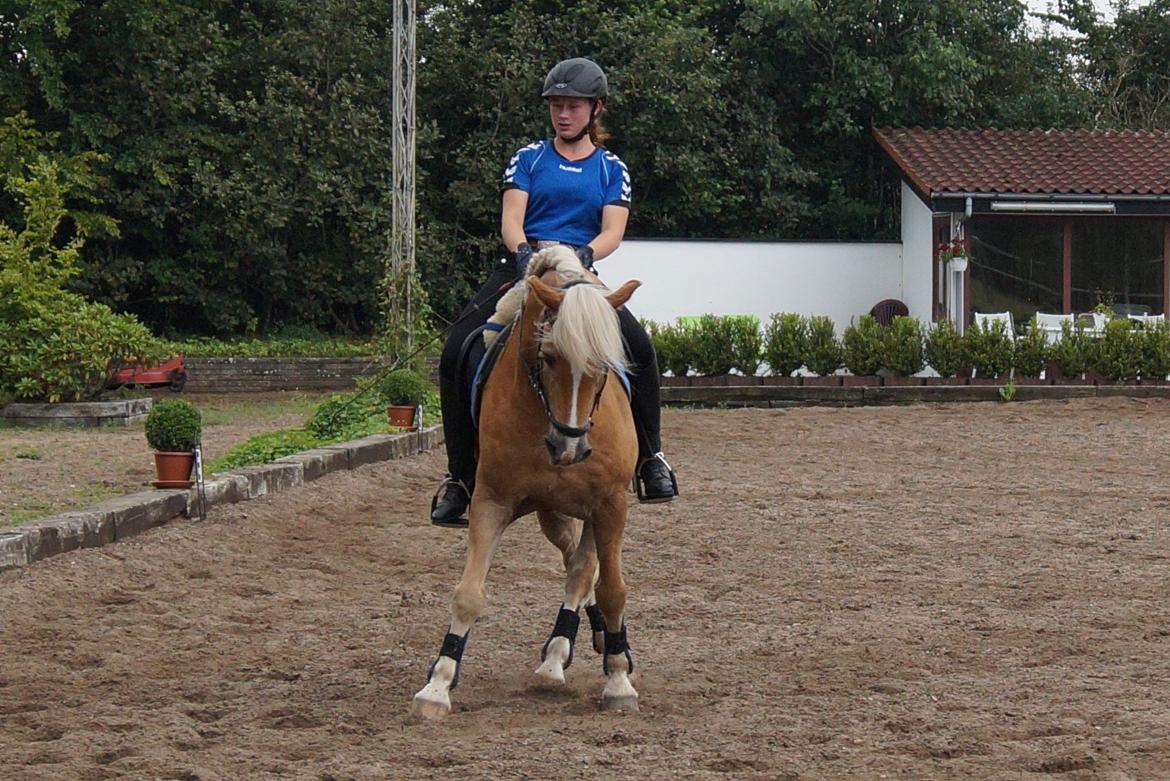 Tyroler Haflinger Story billede 27