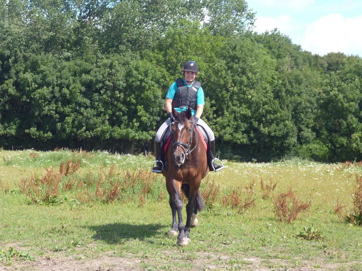 Dansk Varmblod Adriana billede 1