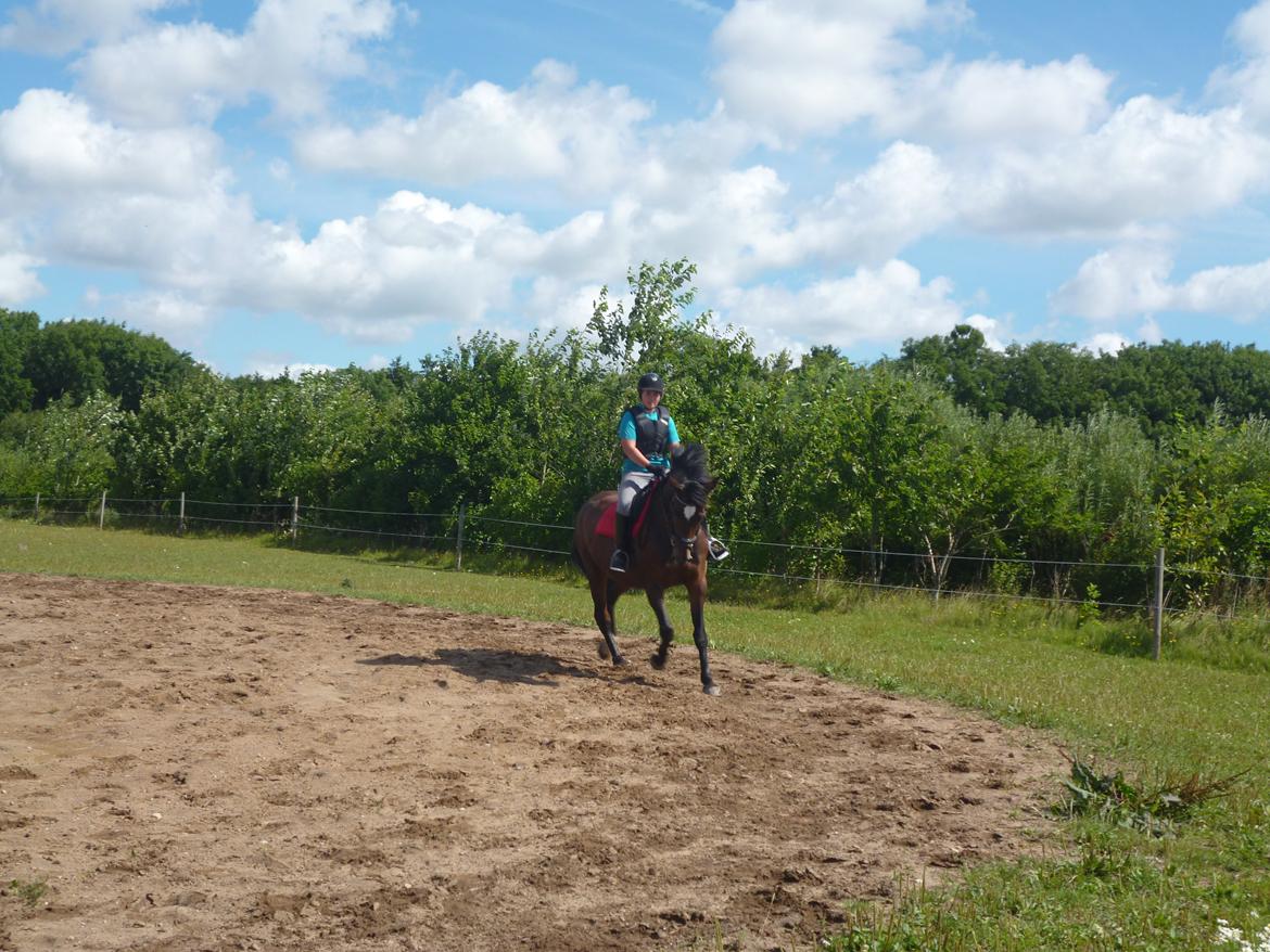 Dansk Varmblod Adriana billede 3