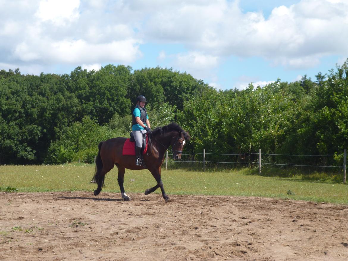 Dansk Varmblod Adriana billede 2