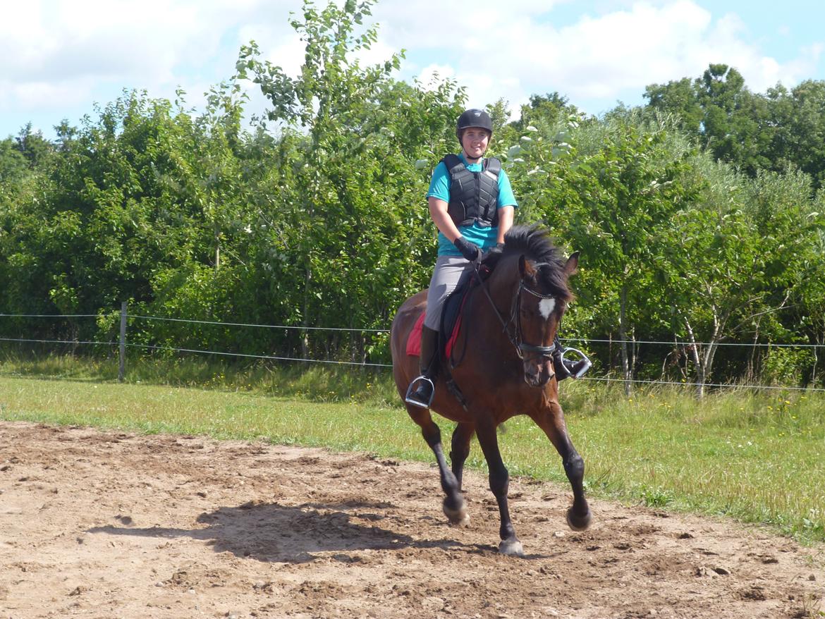 Dansk Varmblod Adriana billede 4