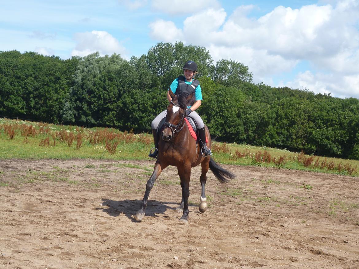 Dansk Varmblod Adriana billede 5