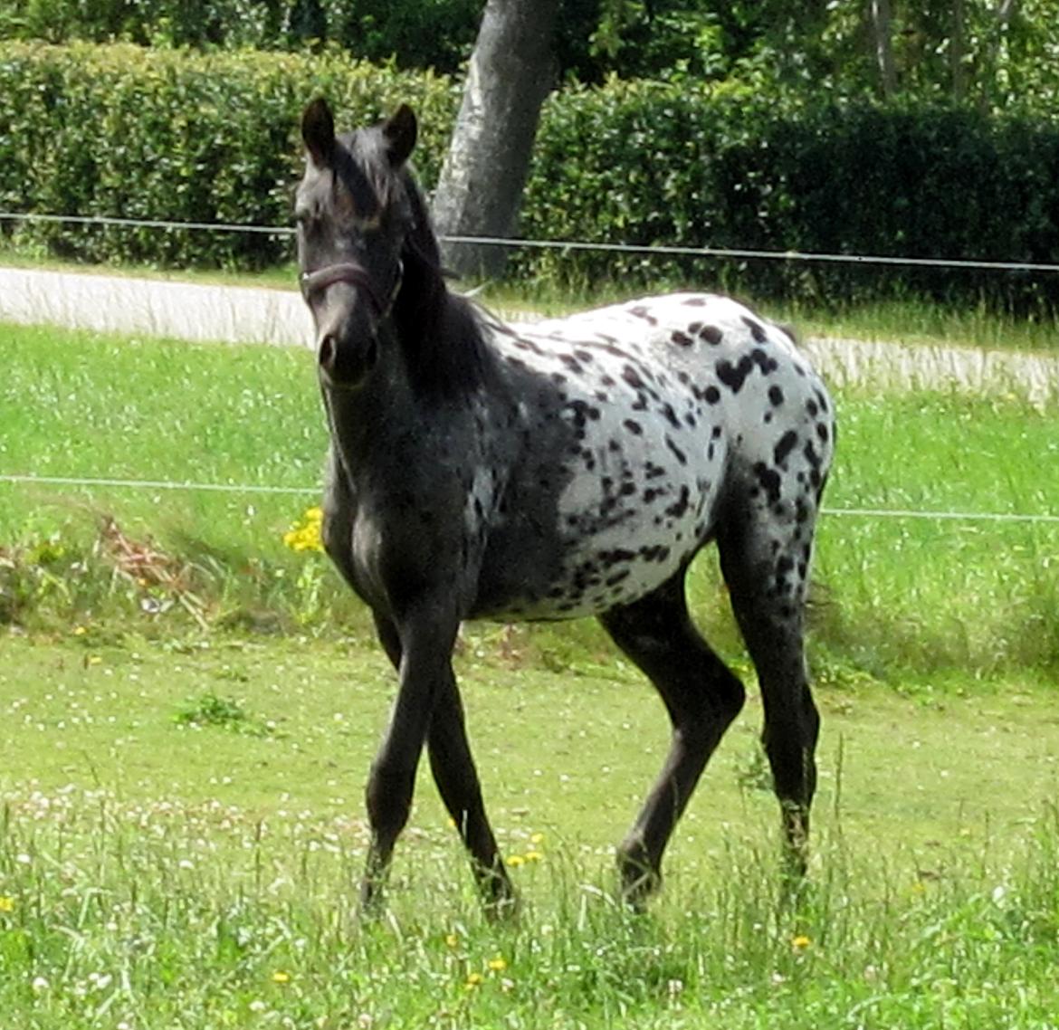 Knabstrupper Kraghedens Like A Princess billede 1