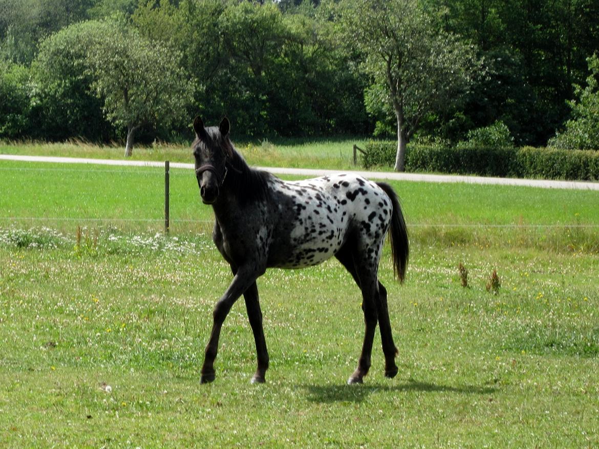 Knabstrupper Kraghedens Like A Princess billede 15