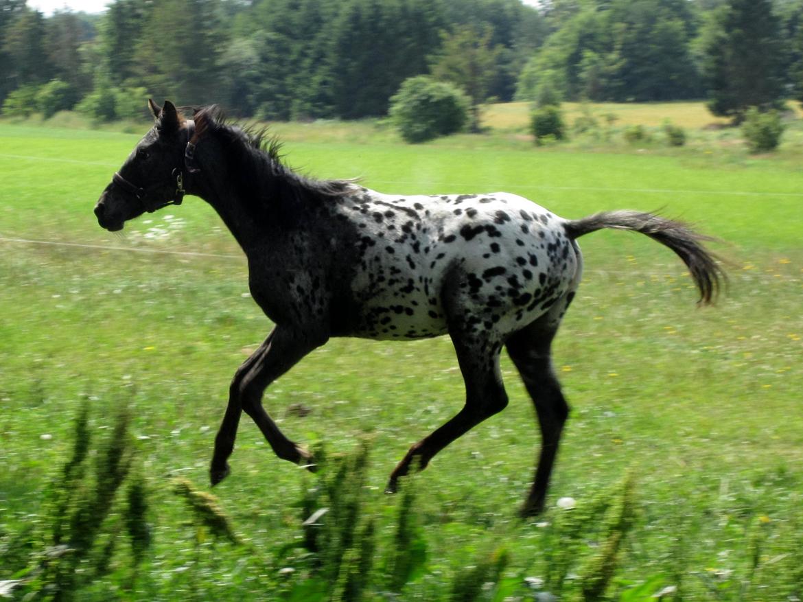 Knabstrupper Kraghedens Like A Princess billede 17