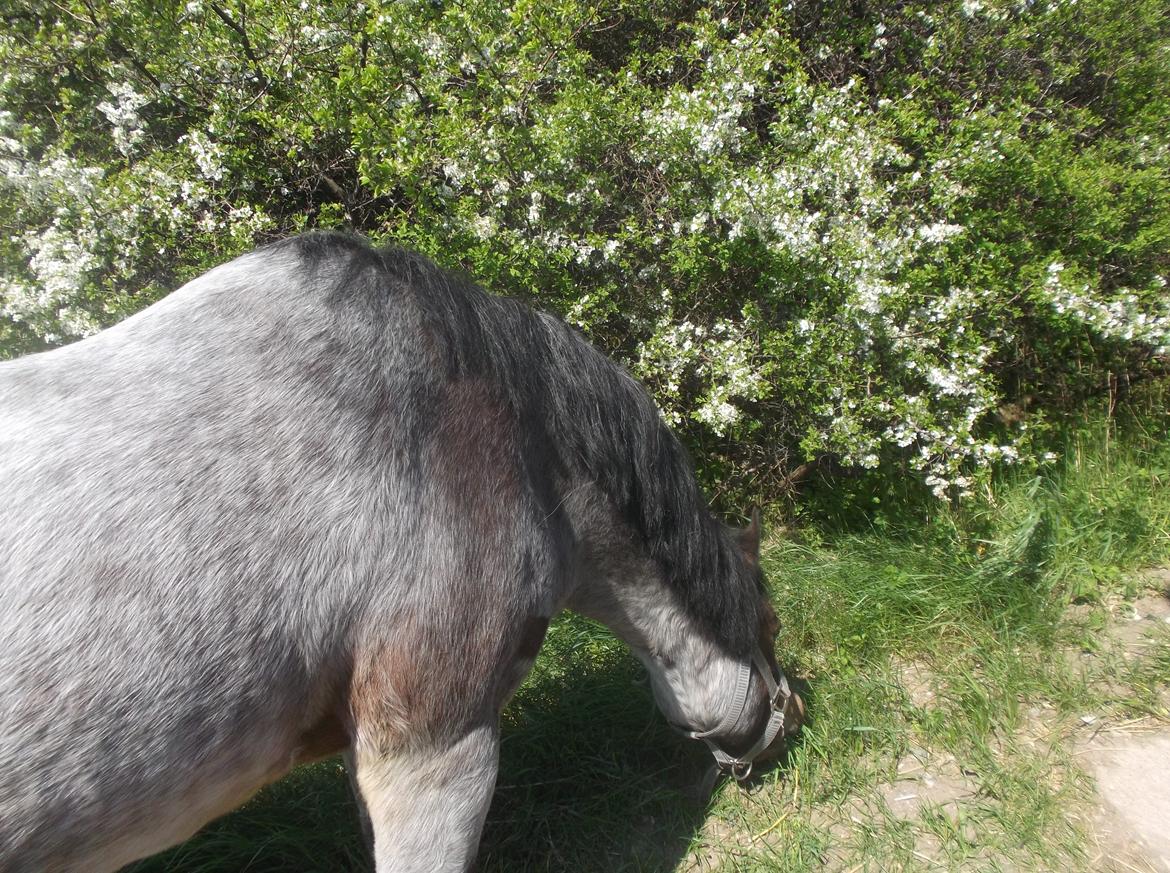 Welsh Mountain (sec A) Mr. Jones billede 47