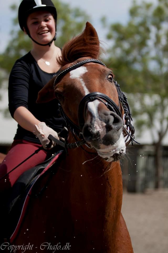 Holstener Le Poul billede 3