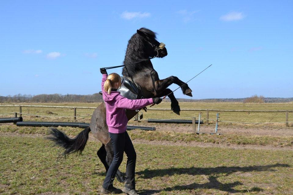 Islænder Askjör fra Lyskjær [Mit kæreste eje] - Stejler fra jorden(: billede 18