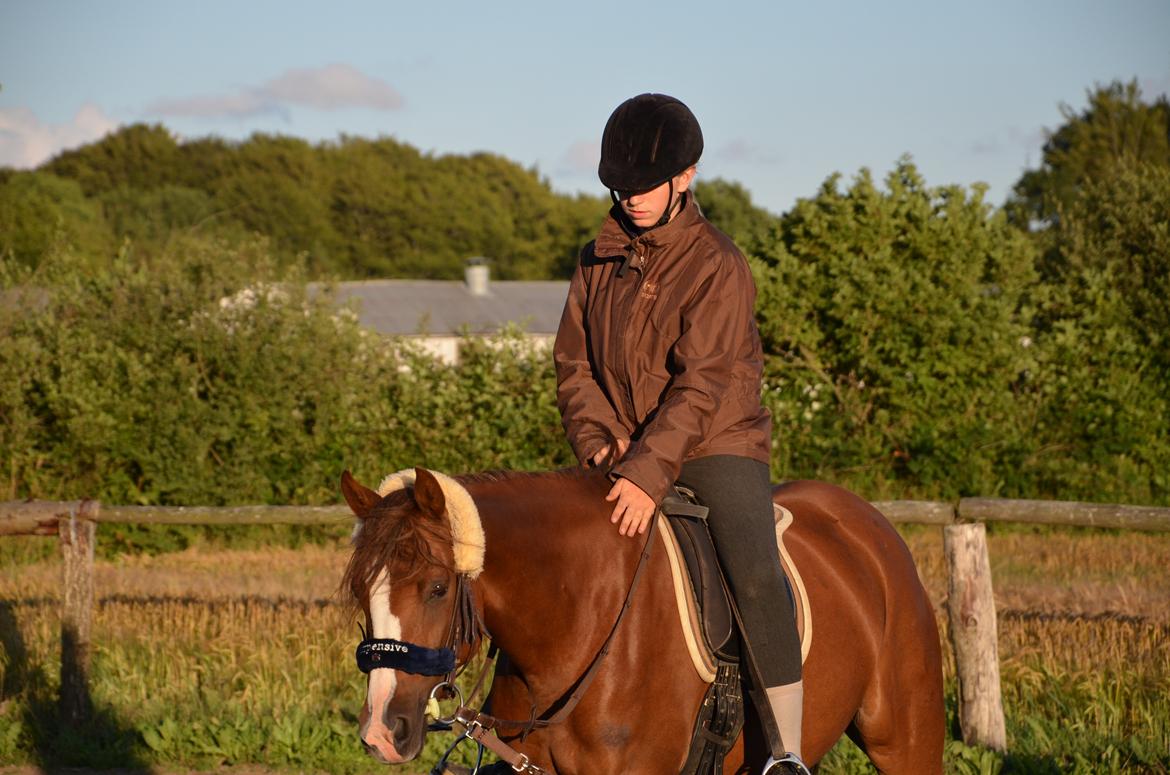 DSP Team Vesterskov's Chilli - Go Pony der intet gør, selvom det kun er 3'gang jeg er på hende! Sommeren 2013 billede 13