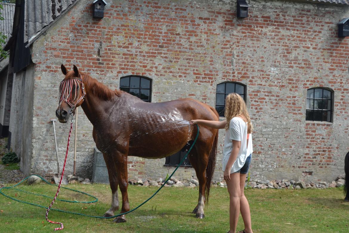 Anden særlig race Virago - Nemmere hest at vaske, findes ikke! Viggo<3 billede 19