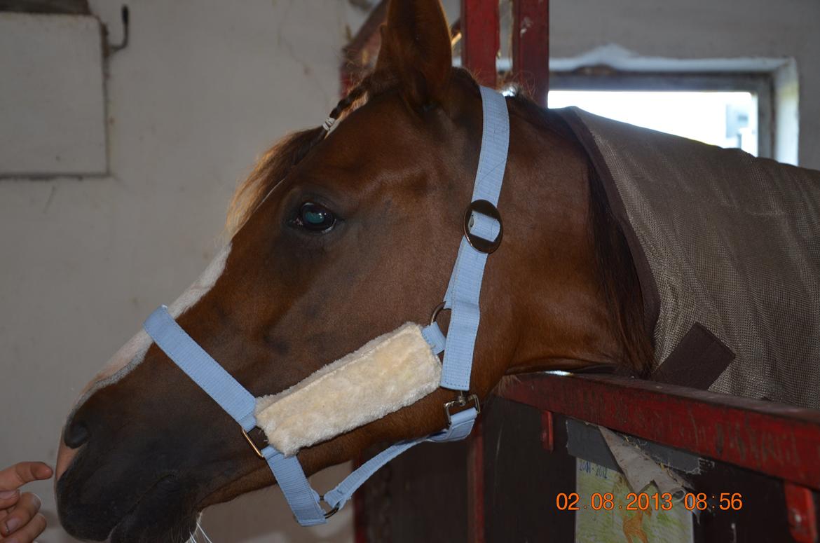 DSP Team Vesterskov's Chilli - Splinter ny grime!! <3 billede 12