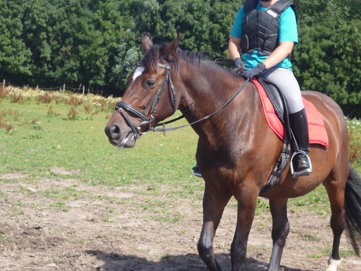 Dansk Varmblod Adriana billede 6