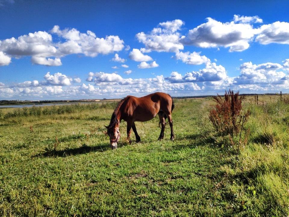 Koldblodstraver Tronilla - 31/7 - 2013 <3 billede 12