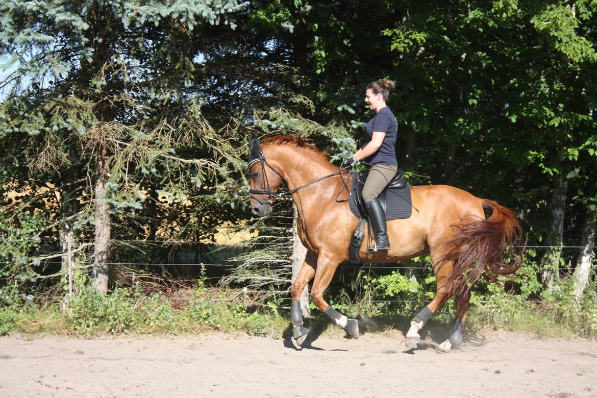 Dansk Varmblod Lathin billede 7