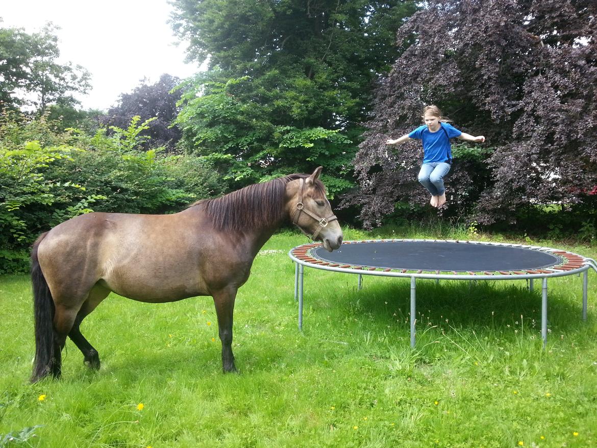 DSP Marielunds Fleue Delis billede 7