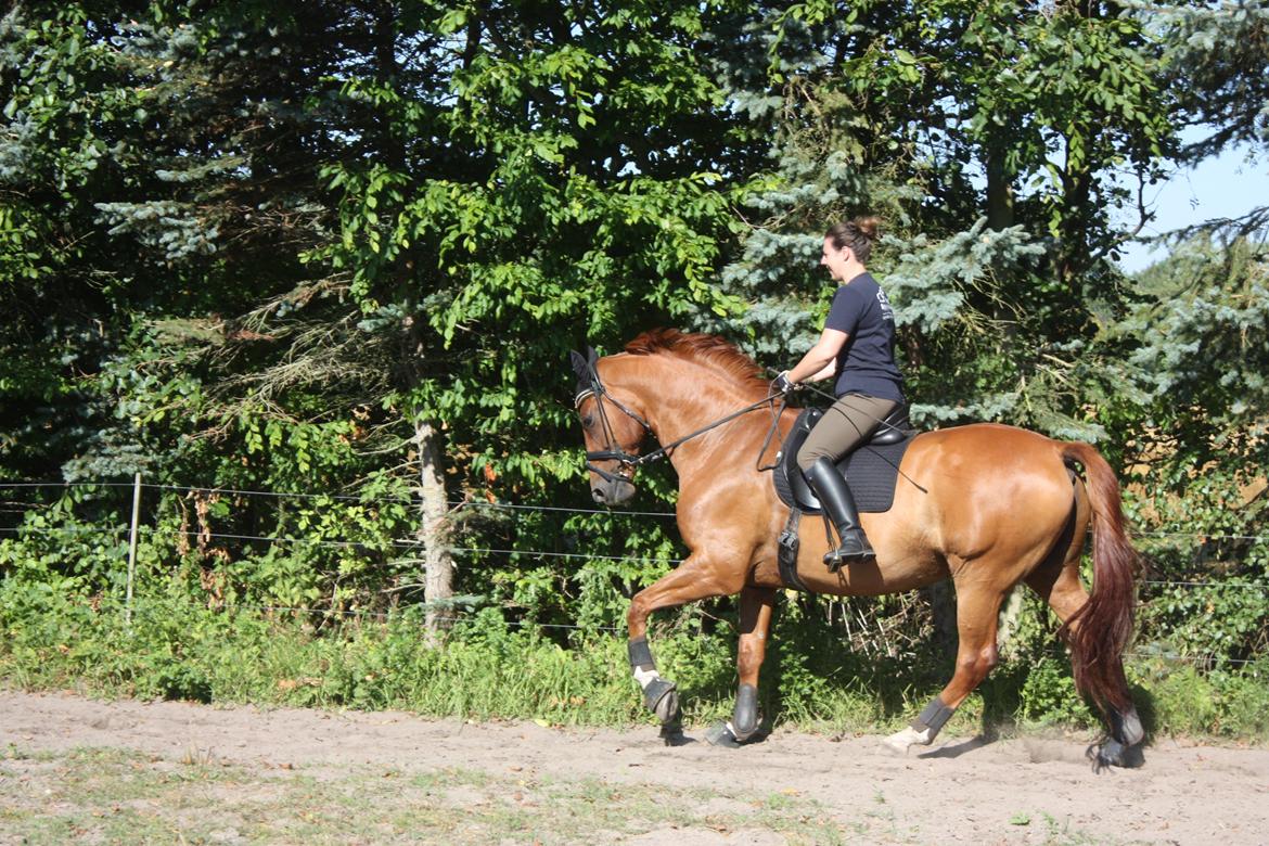 Dansk Varmblod Lathin billede 3