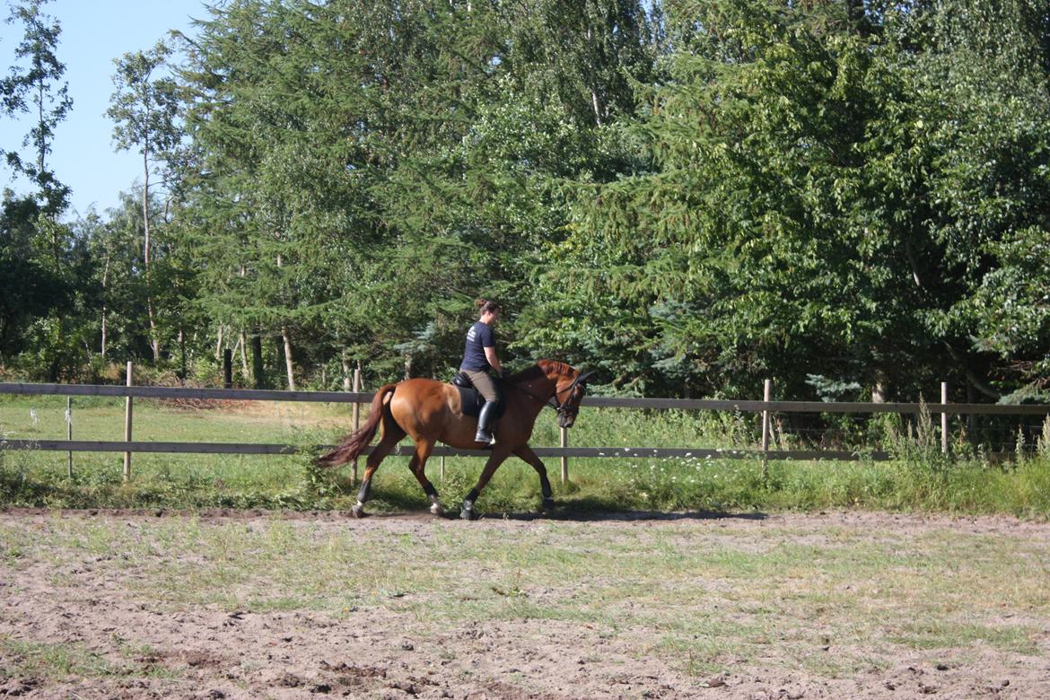 Dansk Varmblod Lathin billede 19