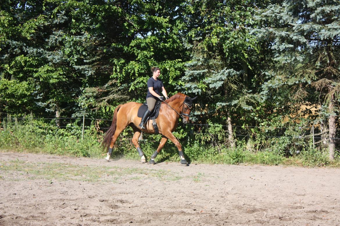 Dansk Varmblod Lathin billede 6