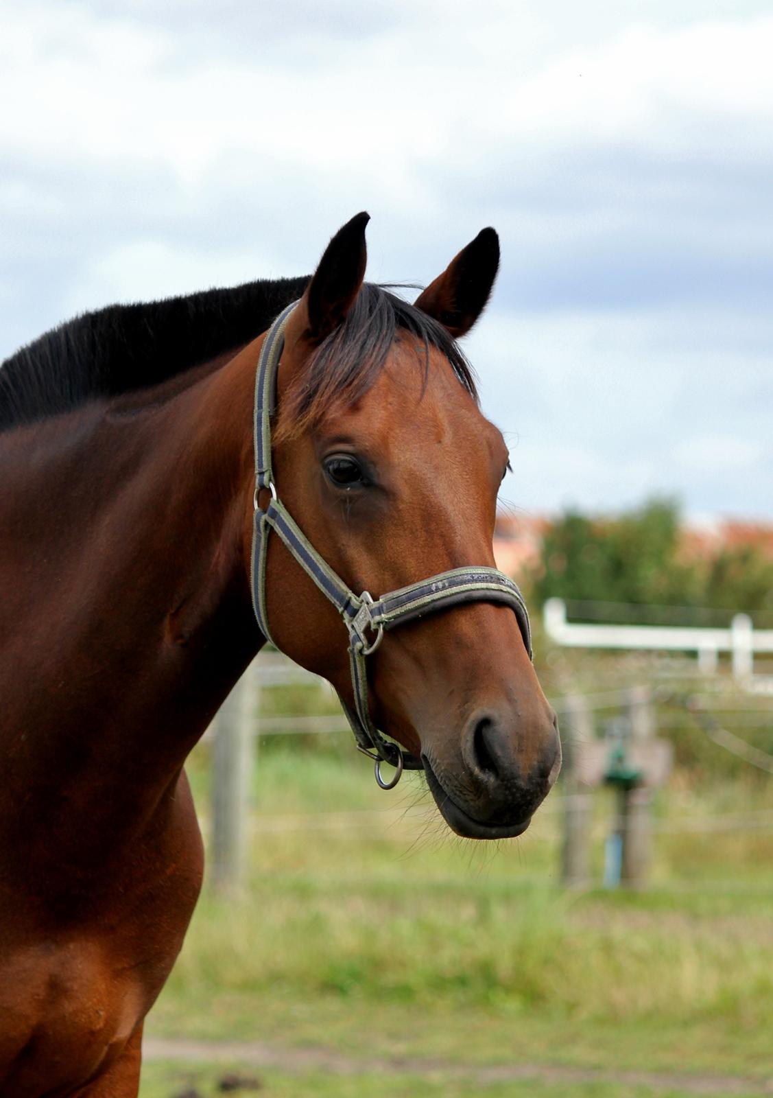 Anden særlig race Uldahls Sweet Escape - Elsker den hest <3 billede 21