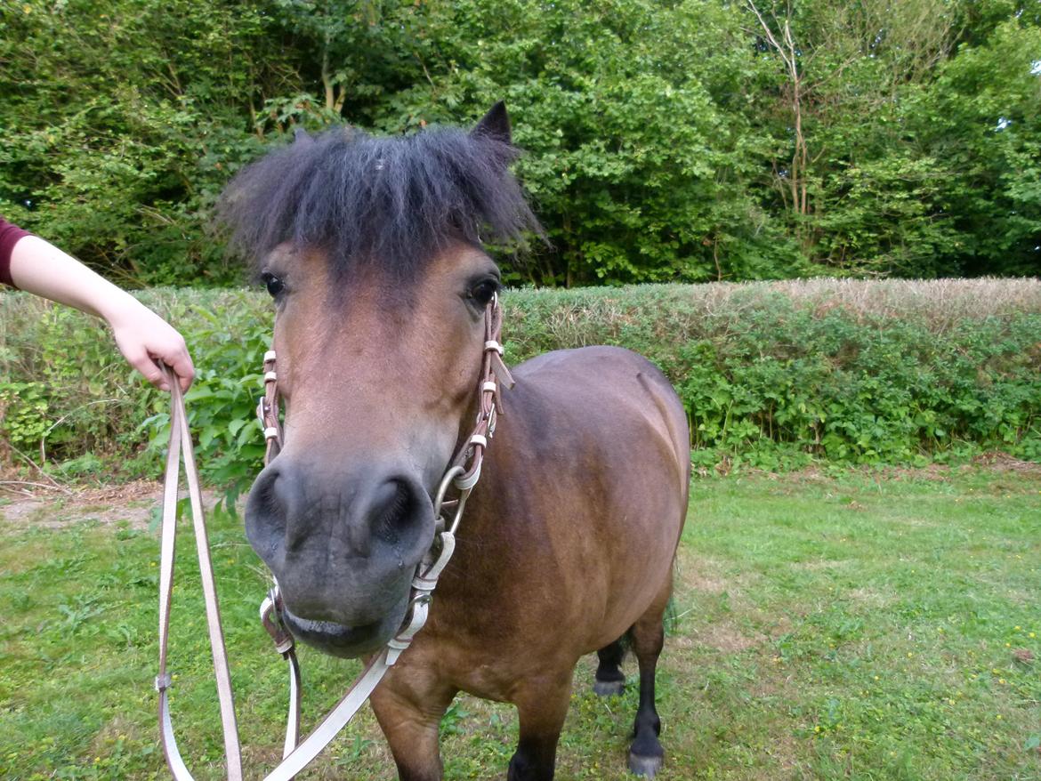 Shetlænder Sputnik billede 8