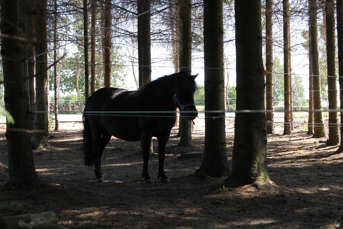 Shetlænder Molly billede 4
