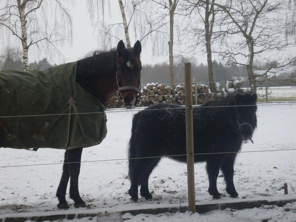 Shetlænder Molly billede 7