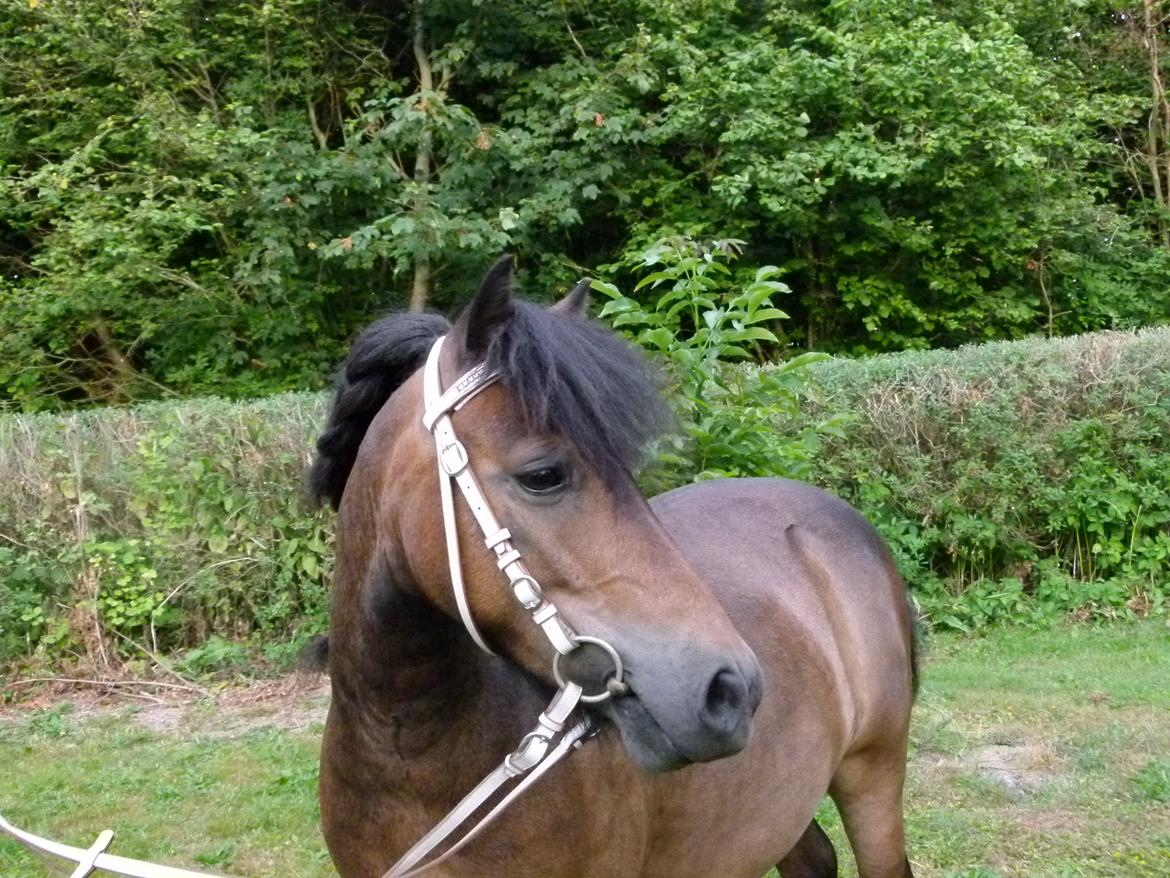 Shetlænder Sputnik billede 6