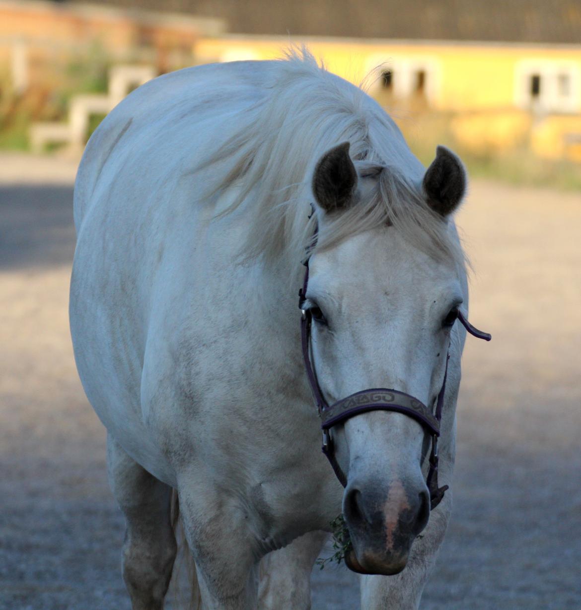 Connemara ASASARA GEILÉIS billede 7