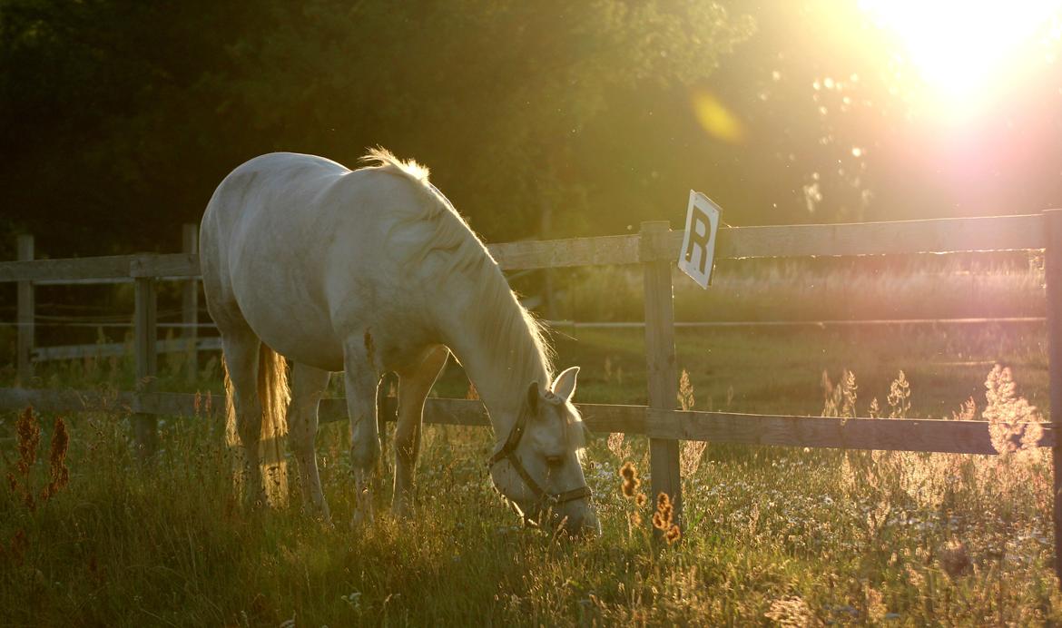 Connemara ASASARA GEILÉIS billede 14
