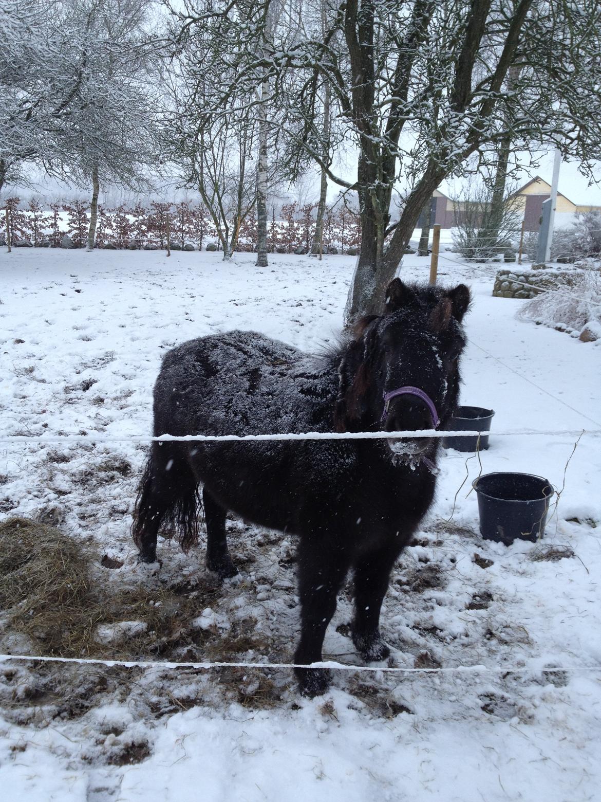 Shetlænder Molly billede 9