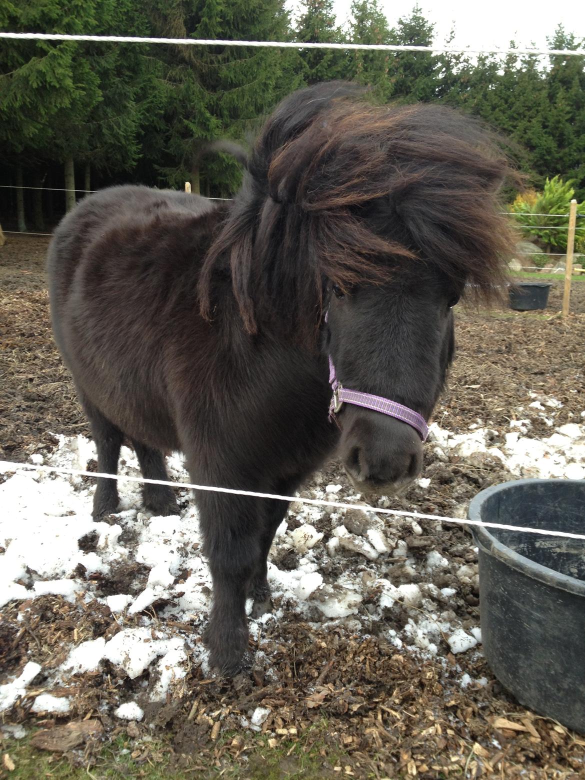 Shetlænder Molly billede 10