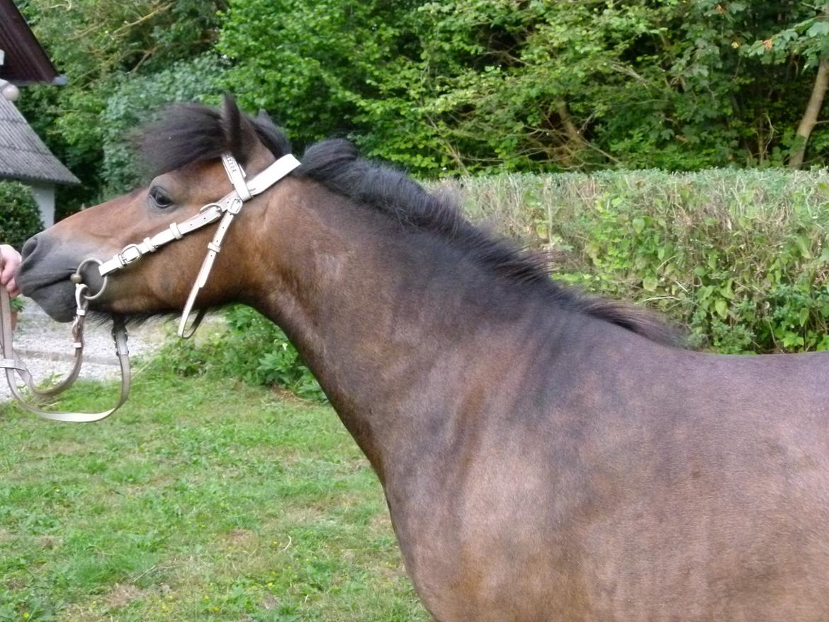 Shetlænder Sputnik billede 4