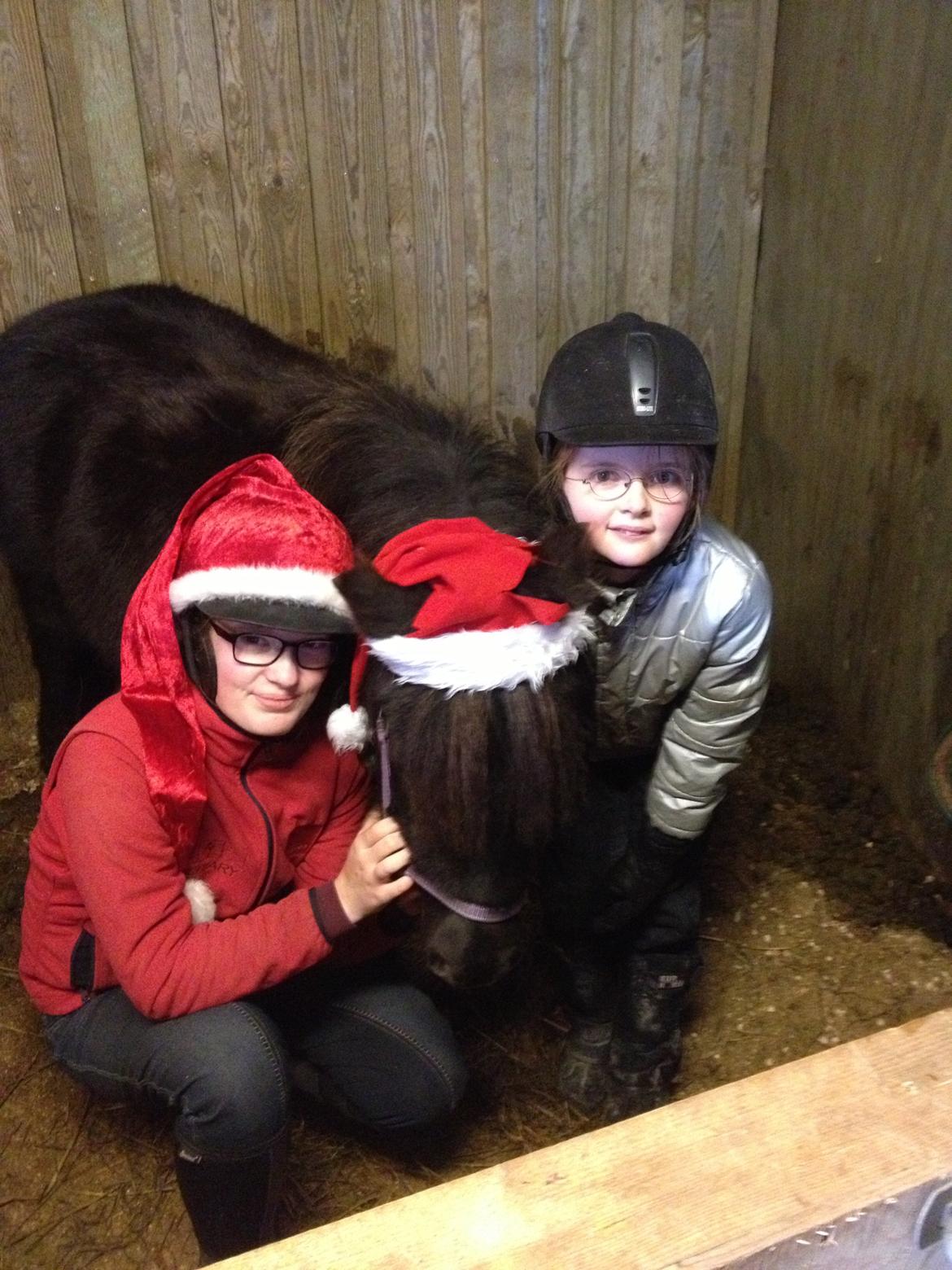 Shetlænder Molly billede 13