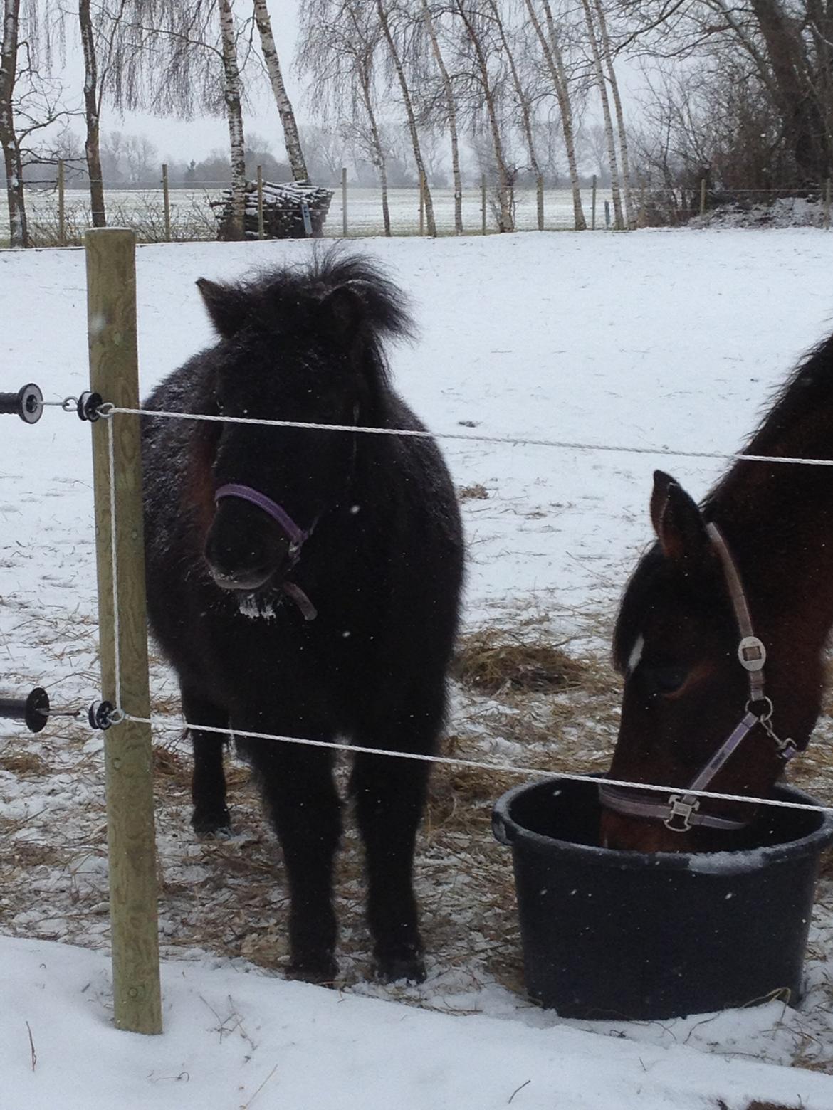 Shetlænder Molly billede 11