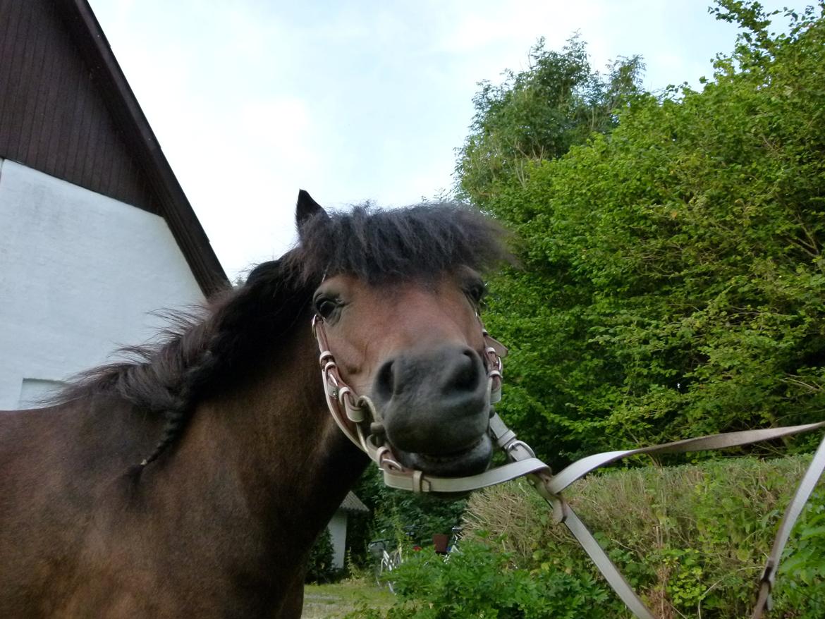 Shetlænder Sputnik billede 10