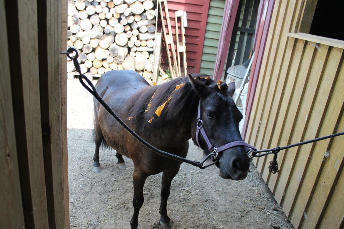 Shetlænder Molly billede 12