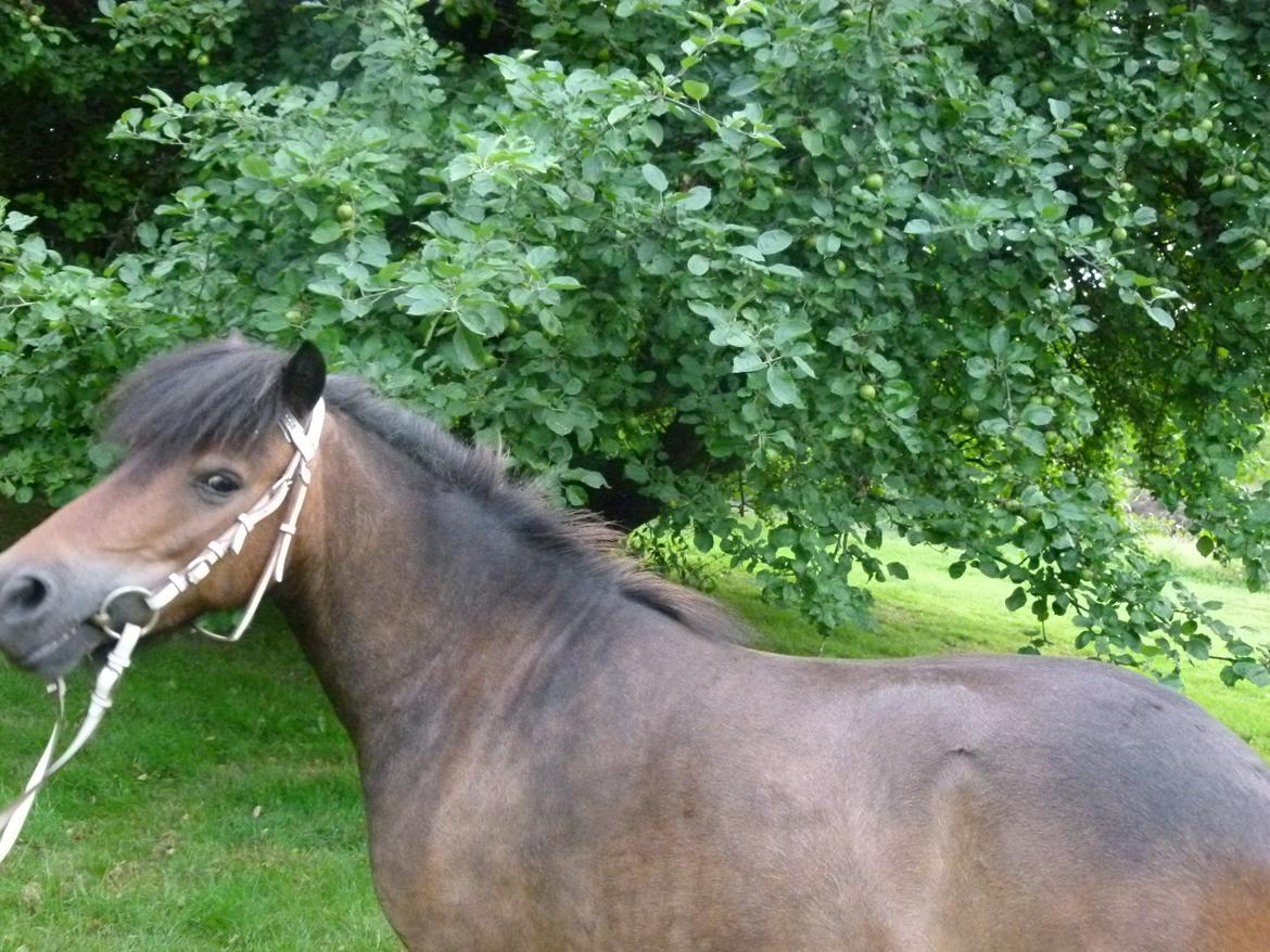 Shetlænder Sputnik billede 11