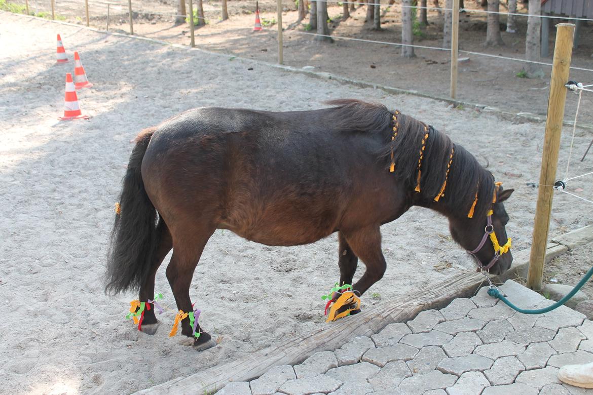 Shetlænder Molly billede 2