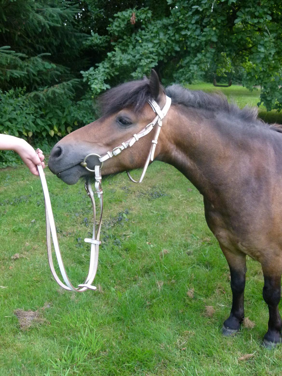 Shetlænder Sputnik billede 13