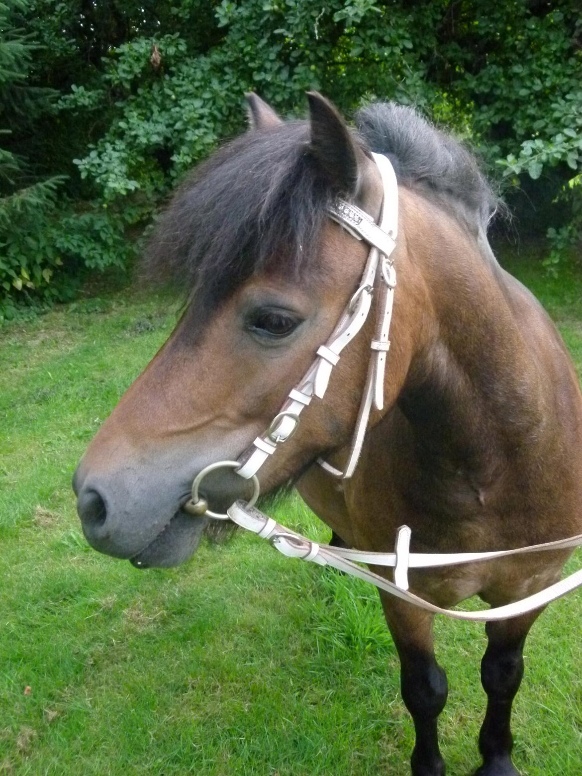 Shetlænder Sputnik billede 14