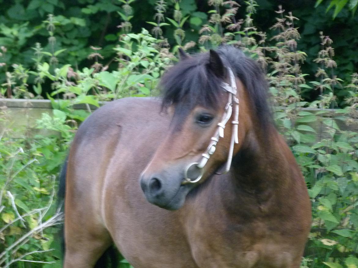 Shetlænder Sputnik billede 15